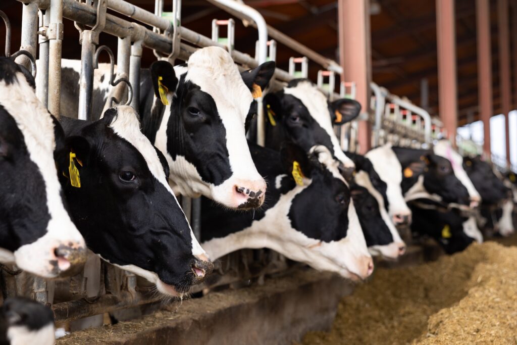 dairy cows in a cattle shed, lined up eating forage 