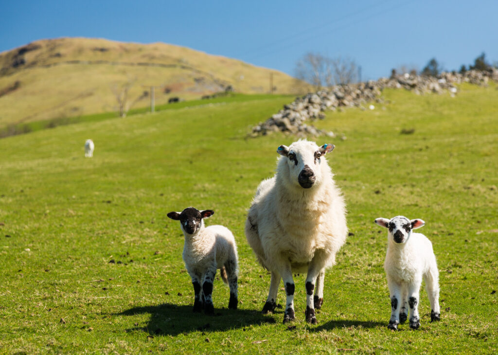 Sheep and lambs in fields and meadows of Welsh hill farm with mountains in the distance