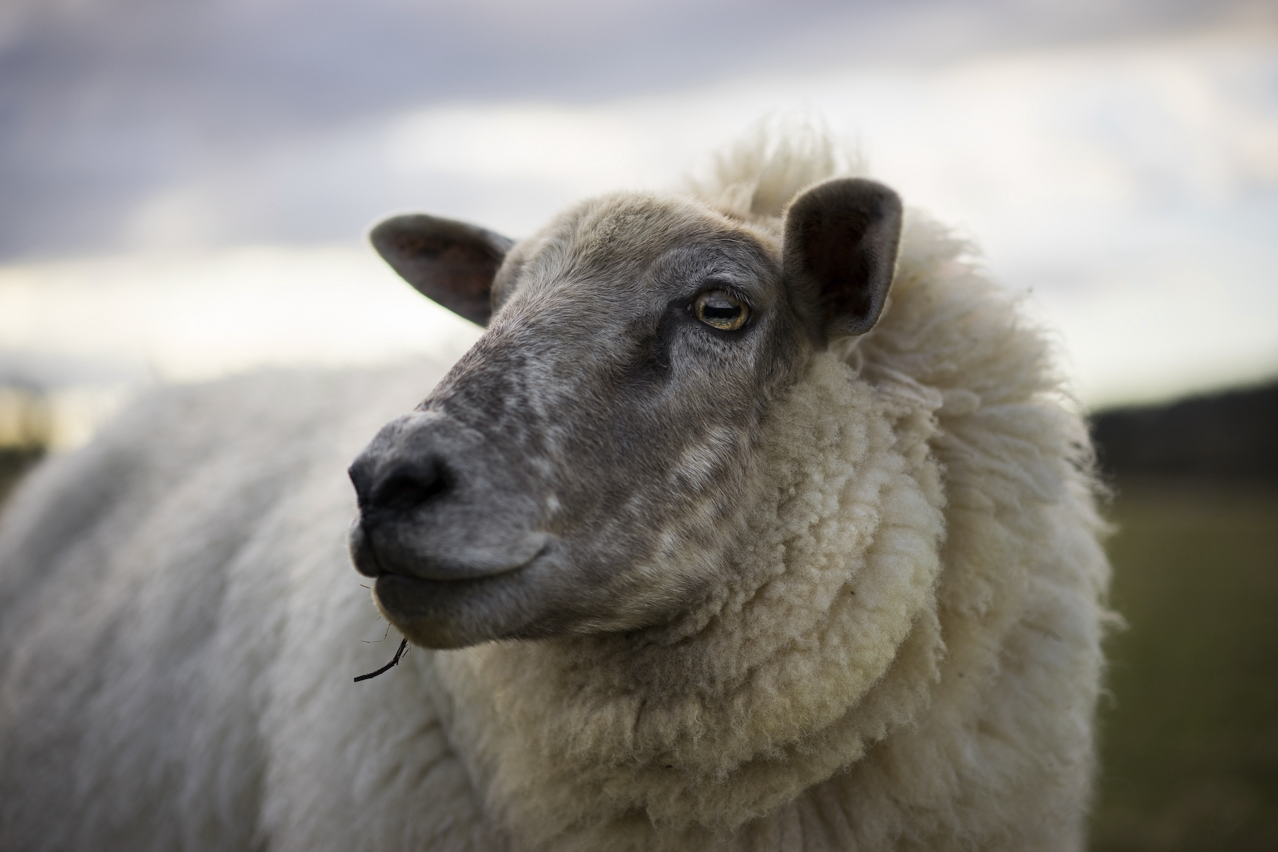 Sheep close up with field in the background