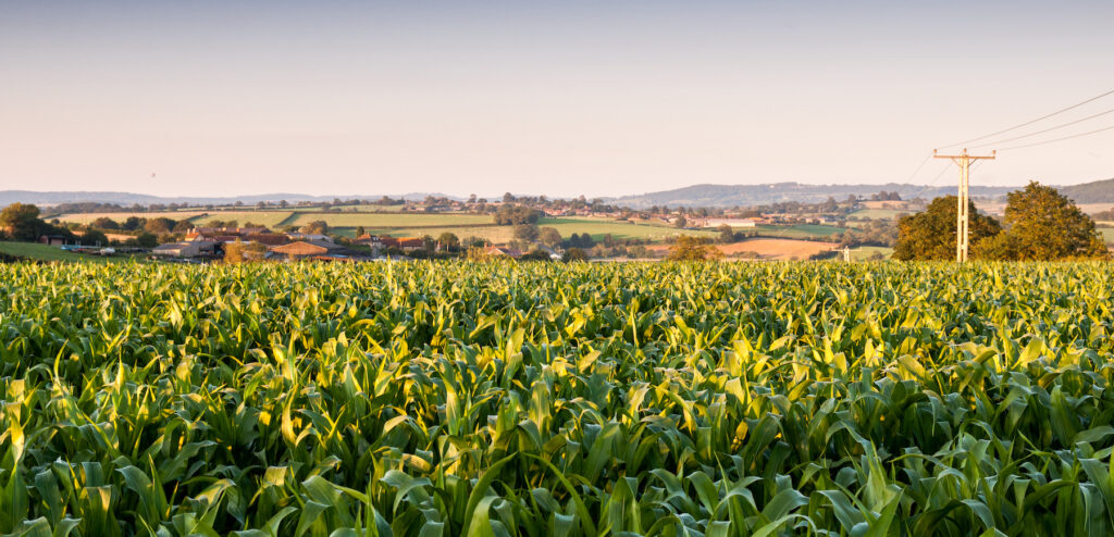 field of maize