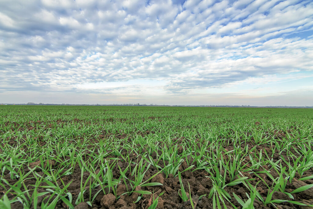 crop field of winter wheat seedlings