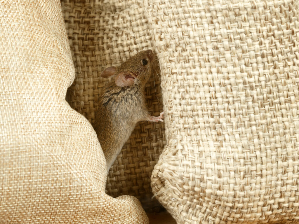 Rats in the Burlap