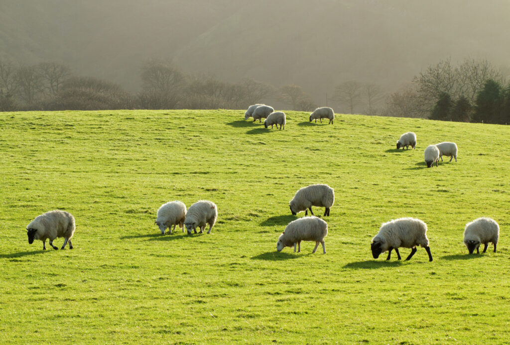 Sheep grazing in a lush green grass field in Wales UK.