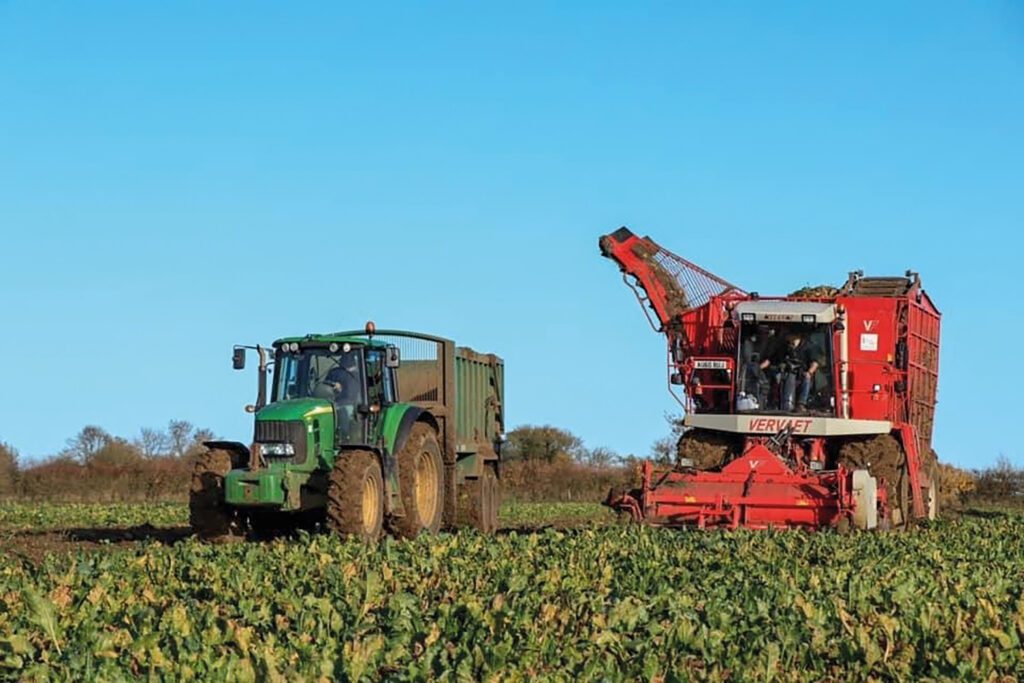 Photo of a machine harvesting sugar beet.