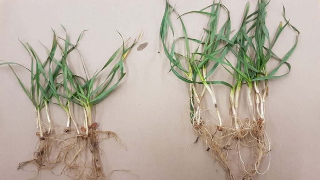 photo showing the difference of root mass on crops in autumn.