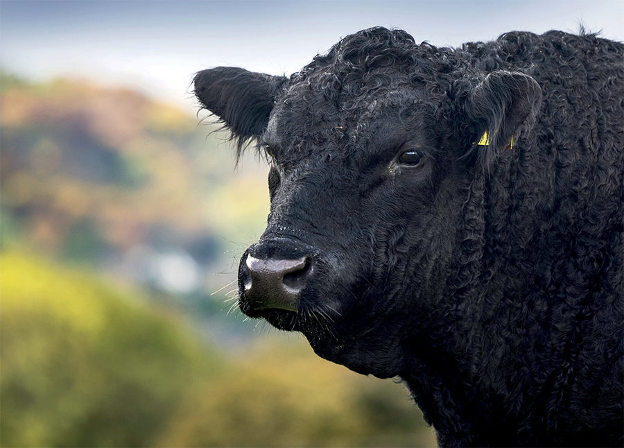 Aberdeen Angus cow in the Pennines