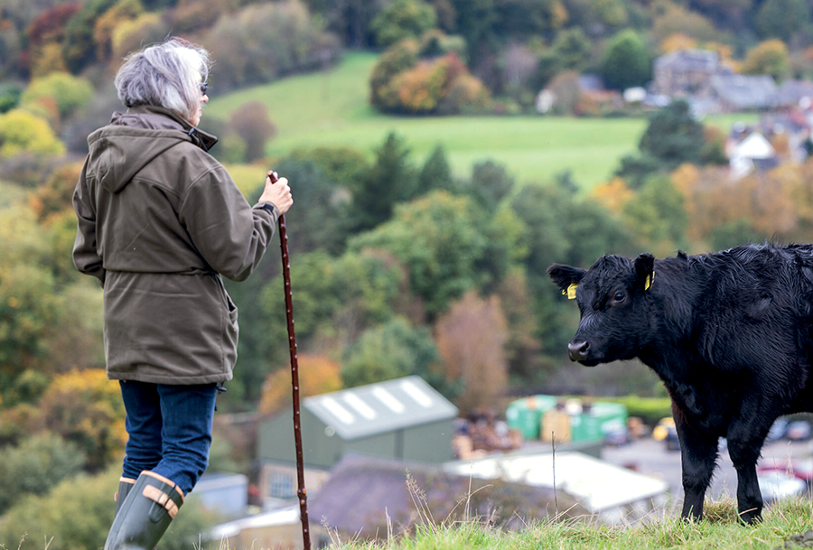 Mary Hamnett with Aberdeen Angus cattle in the Pennines