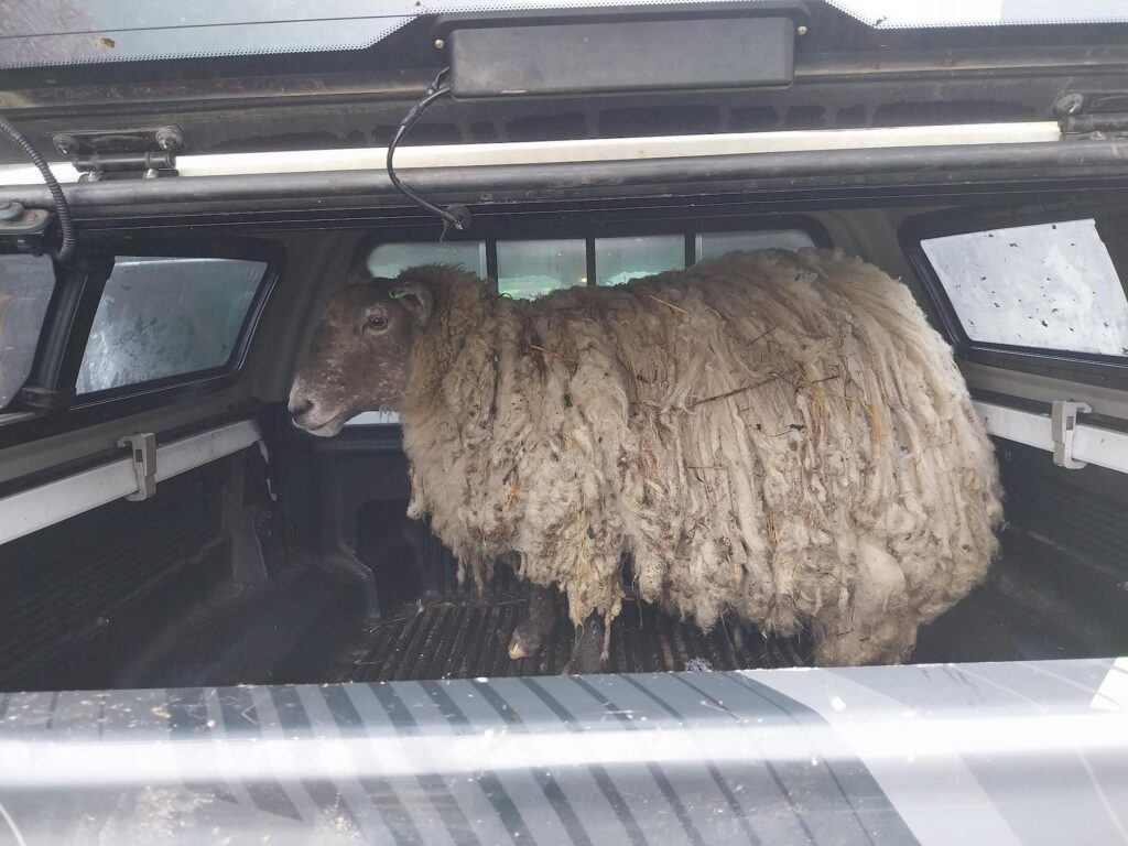 Fiona the sheep with overgrown fleece, in the back of a vehicle after rescue