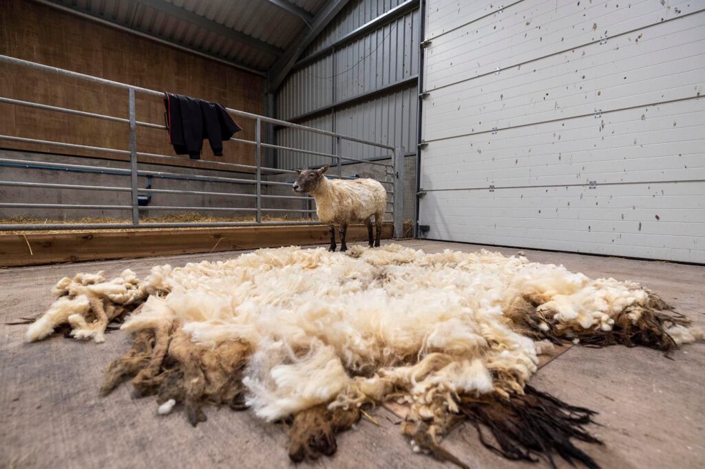 Fiona the sheep standing near large mass of wool after shearing