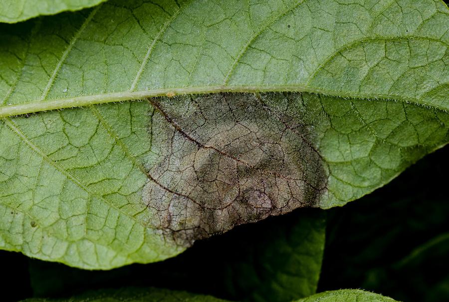 Close up of potato blight lesion(phytopthora infestans) on potato leaf
