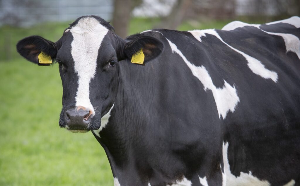 close up of a dairy cow