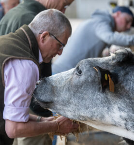 photo of a farmer looking after a cow.