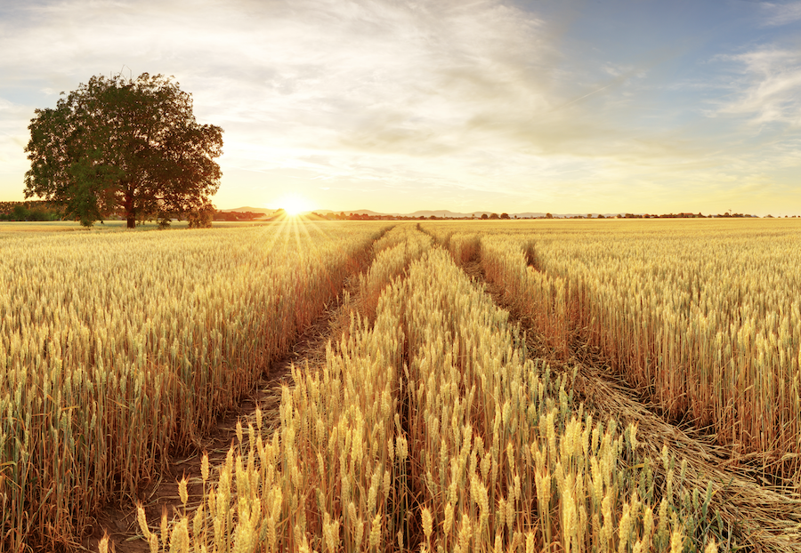 image of a wheat field at sunset.