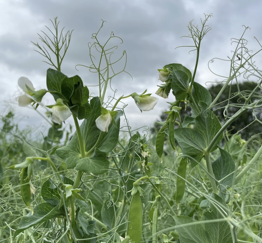close up of pea plants