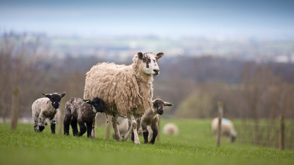 Sheep and lambs in a field in North Yorkshire, England, United Kingdom