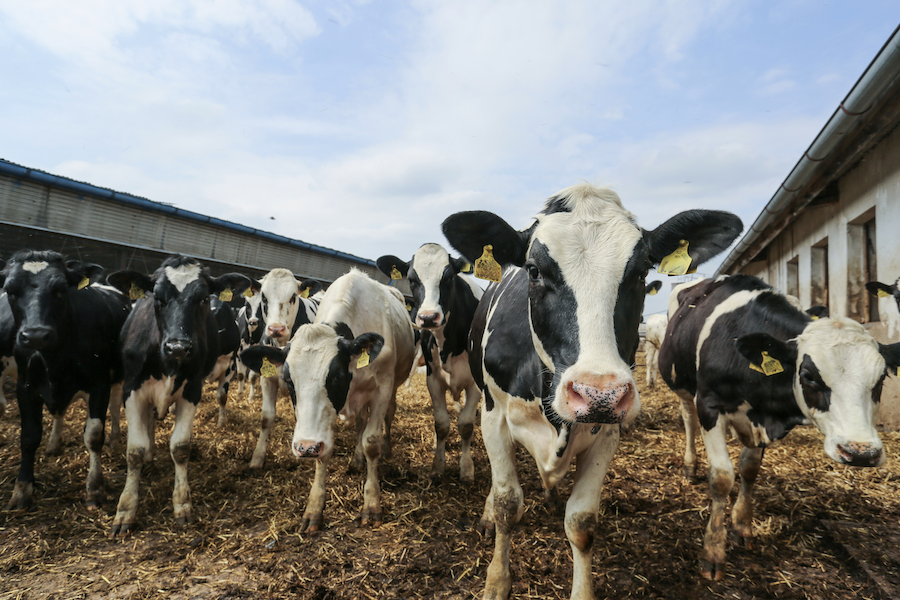 close up of a herd of cows