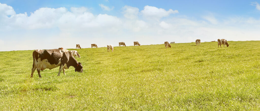 Cows grazing on a Field in Summertime 