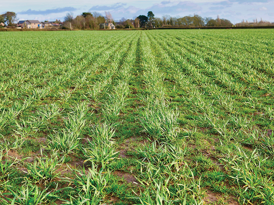 photo of arable crops in a field with grassweeds.