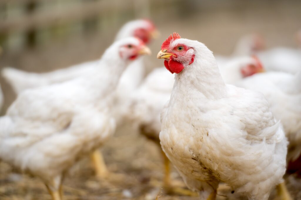 Group of broiler chickens on farm
