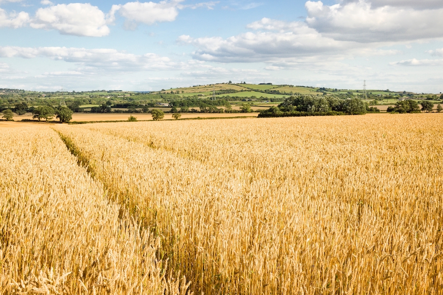 wheat field in England