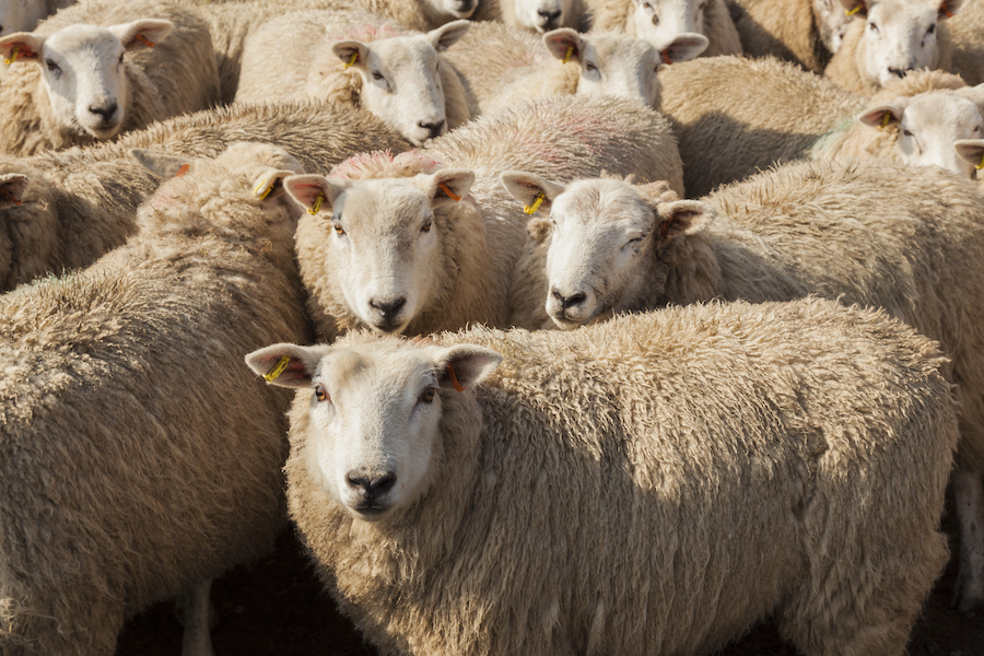 group of sheep in a pen