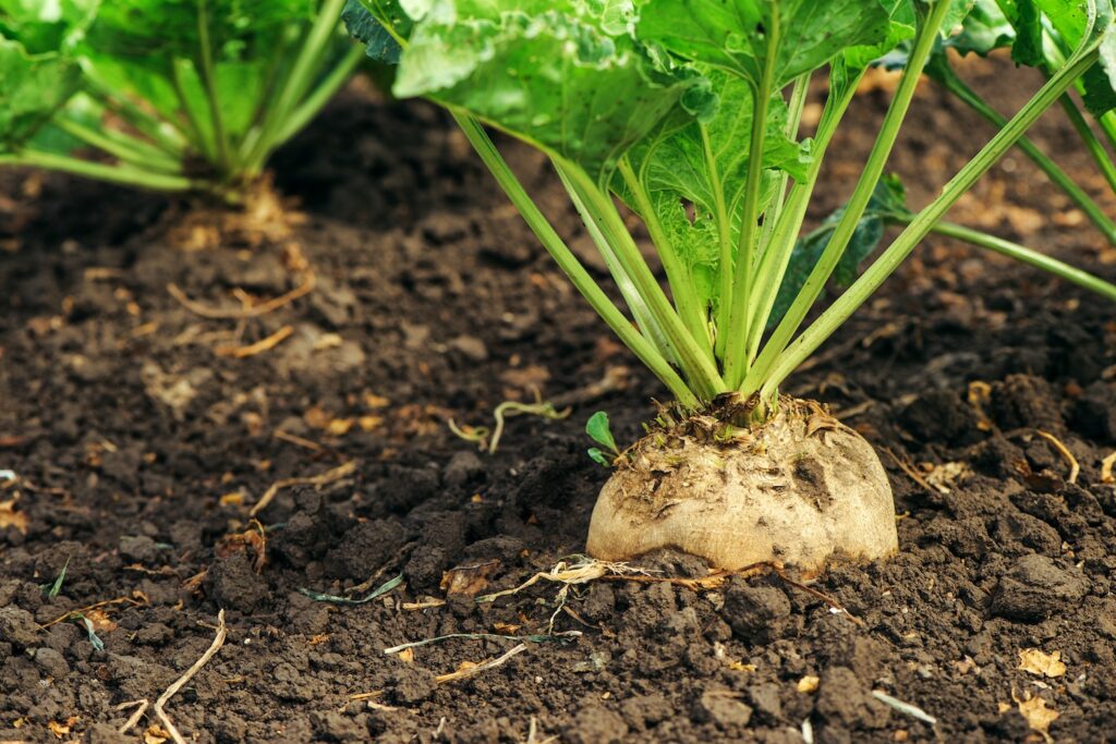 Sugar beet root in ground