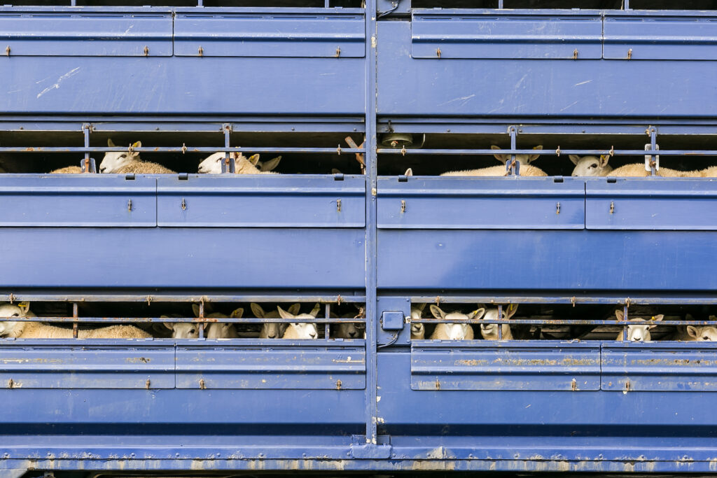 sheep in a blue transportation truck