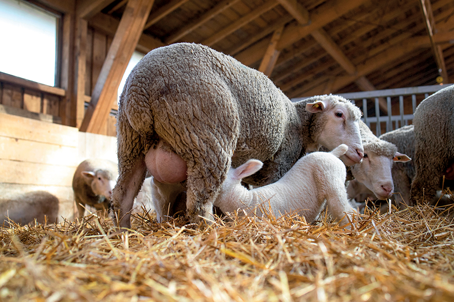 ewe and lamb on livestock farming article