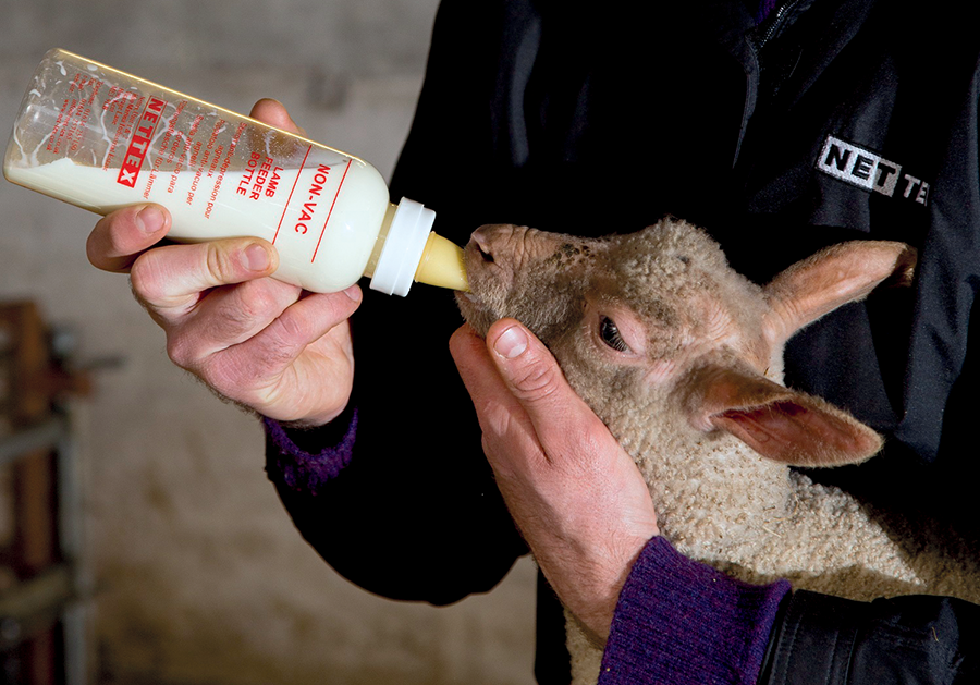 lamb on livestock farming article