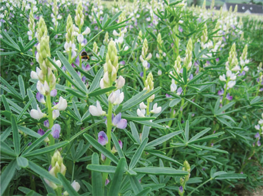 lupins on arable farming article