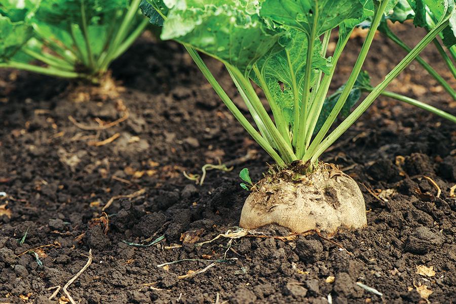 sugar beet on arable farming article