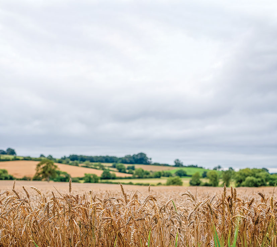 Rural Payments Agency on arable farm news article