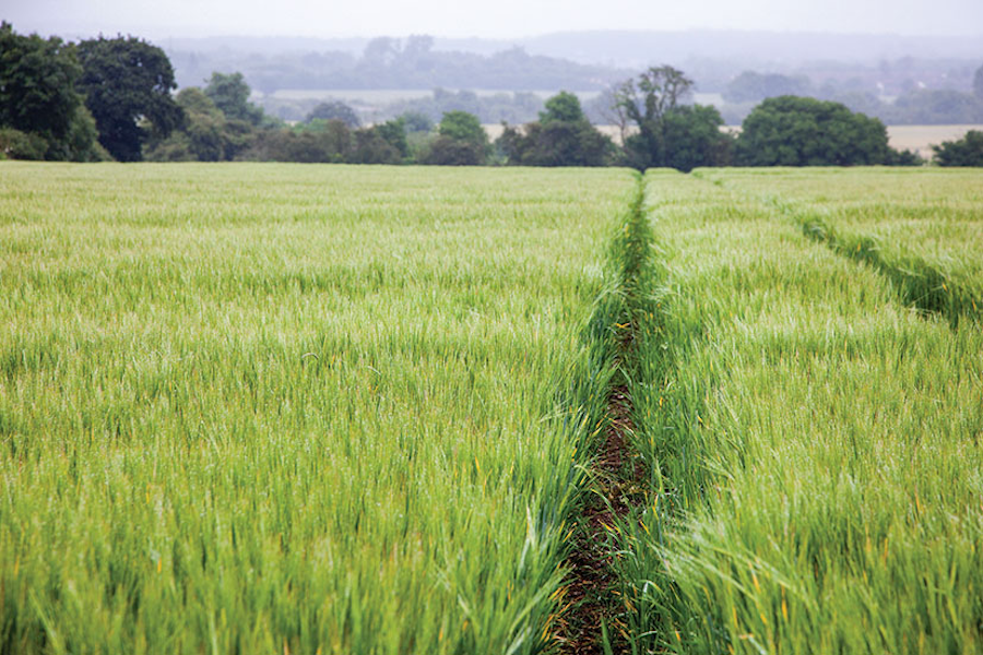 spring barley on arable farming article