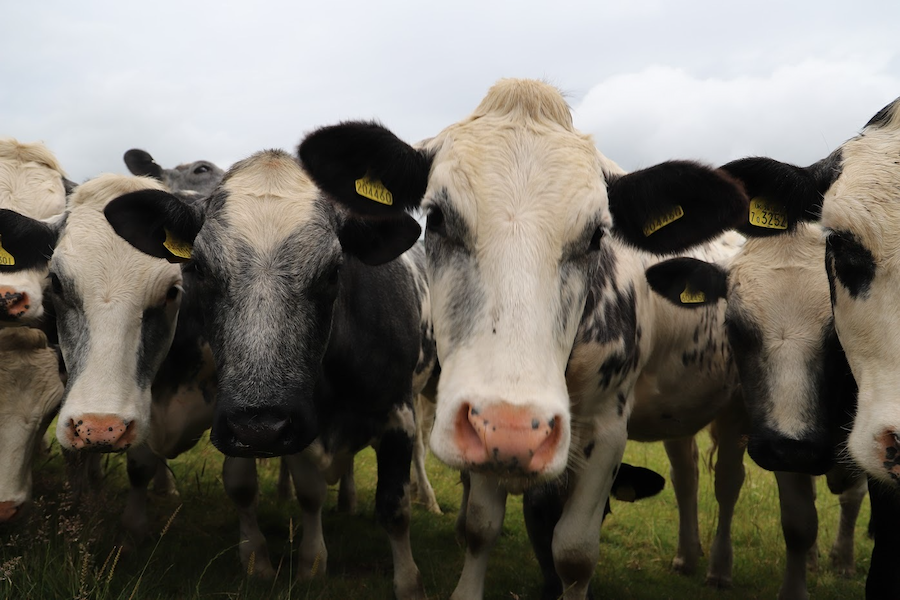 cattle on livestock farming article