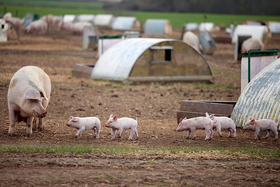 pig with piglets on animal health farming livestock article