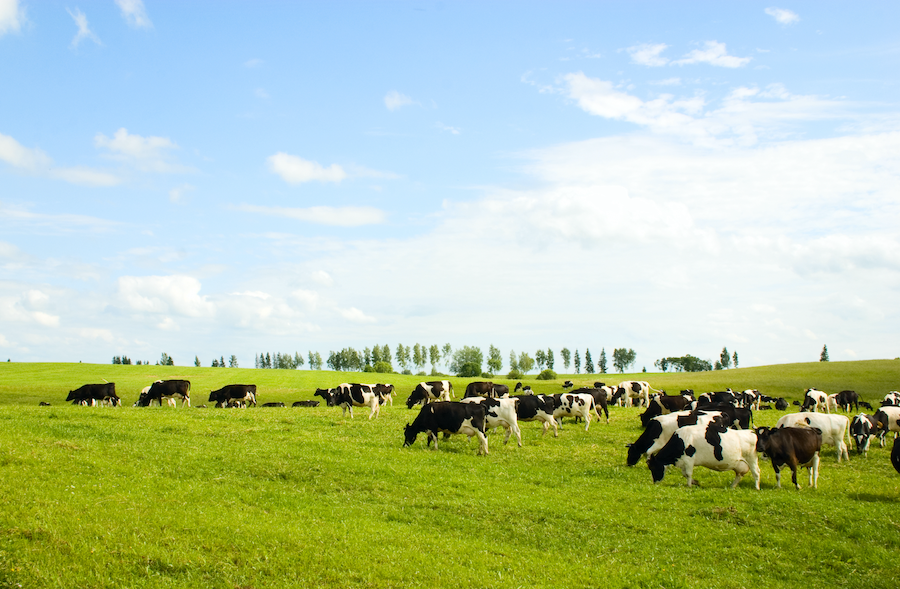 cattle in a field on animal health and welfare penalty offences on livestock farming article