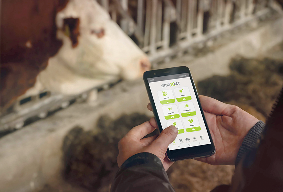 Smaxtec health system for cows on livestock farming article