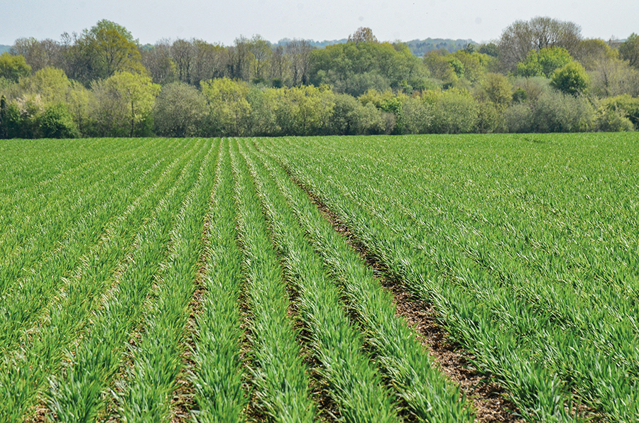 Winter wheat sown with Claydon hybrid drill on arable article on farming website