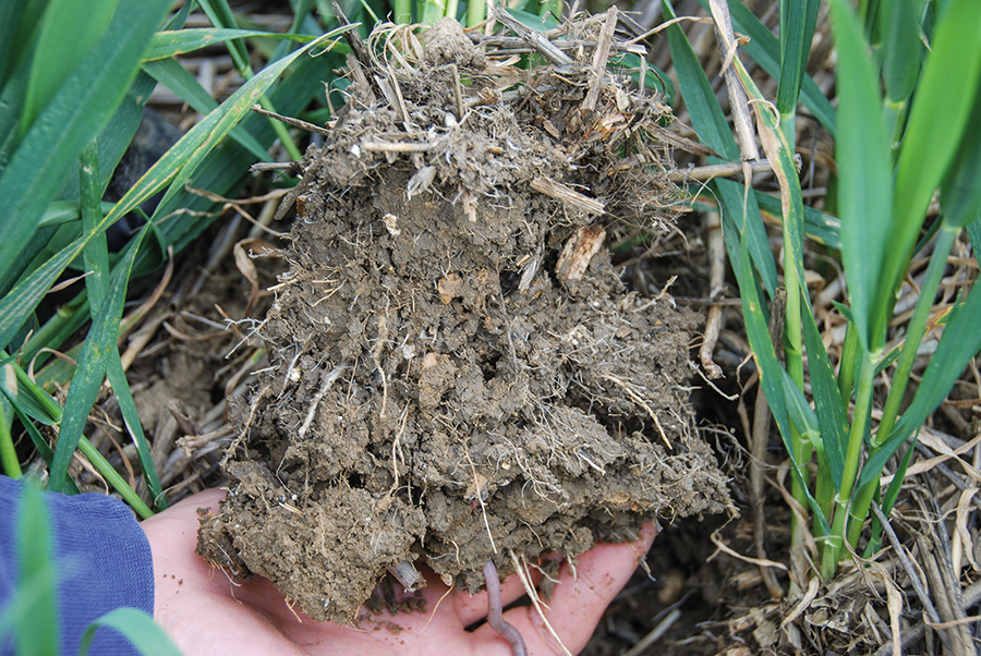 healthy soil on arable farming article