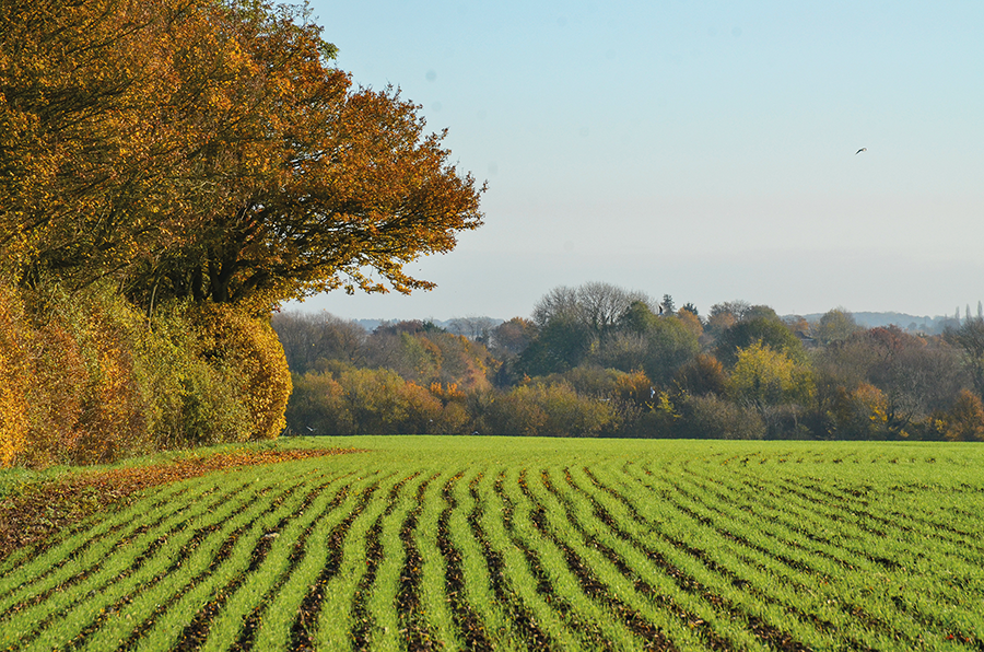 crop yield on arable farming article