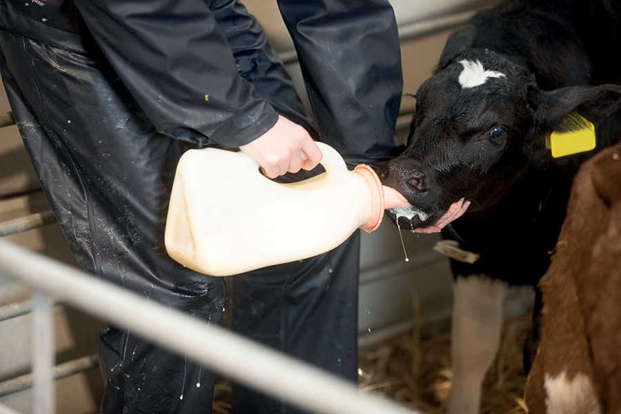 colostrum for calving advice on farm animal health article