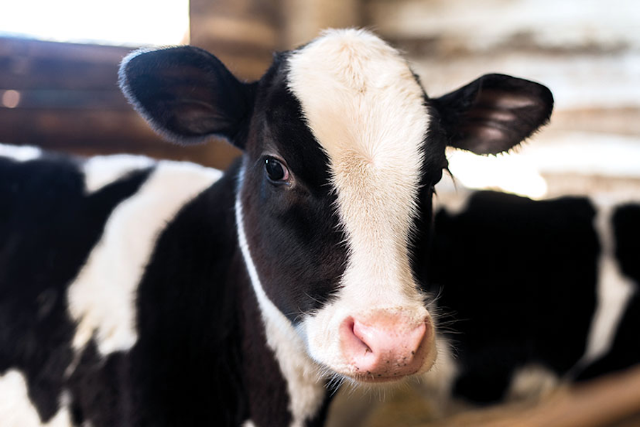 Calf health on livestock farming article on farm machinery website