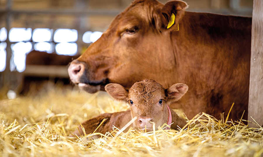 calf pneumonia article on livestock farming website