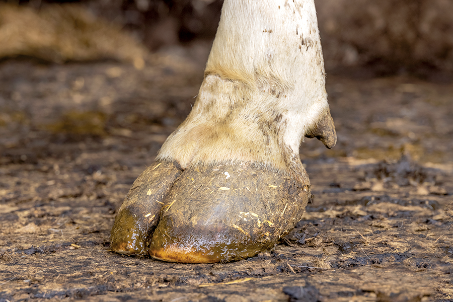Dairy cattle lameness prevention article on livestock farming website