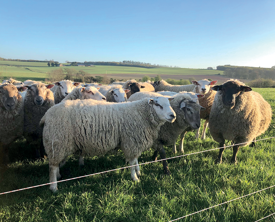 Sheep worming article on livestock farming website