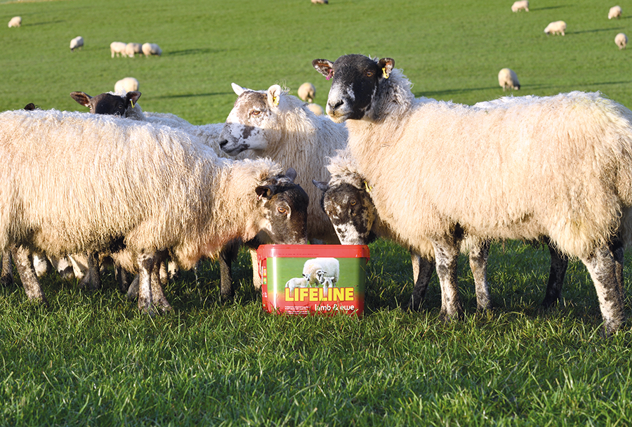 Sheep on livestock farming article