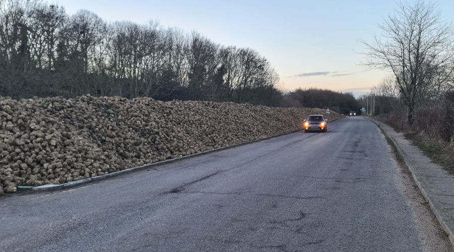 Tonnes of sugar beet have been spotted alongside Old Norwich Road between Ipswich and Claydon in Suffolk on Tuesday, 16th January