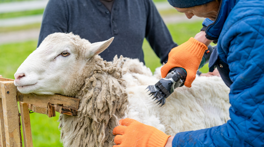 New project launches to improve future of UK wool industry