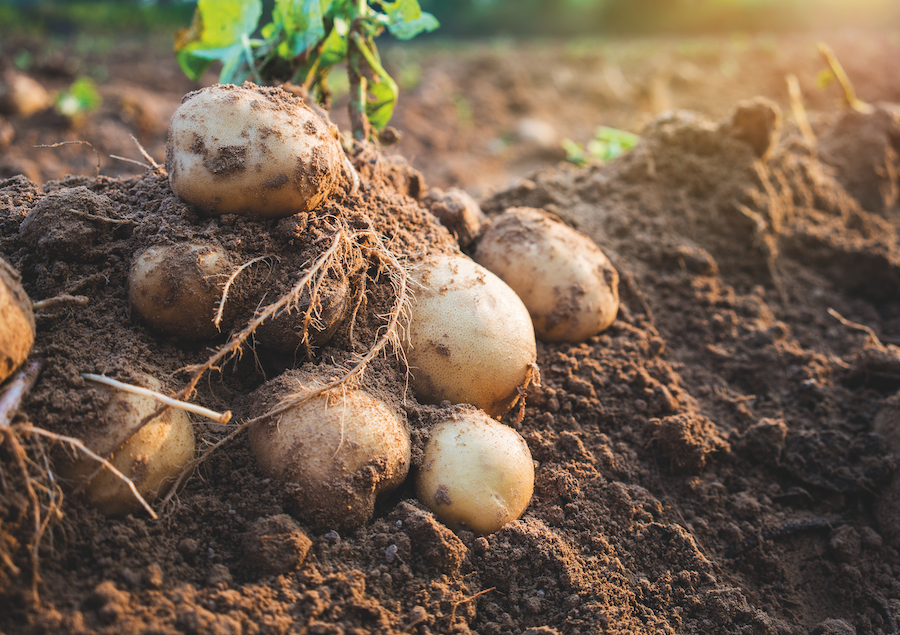 regenerative potatoes on arable farming article