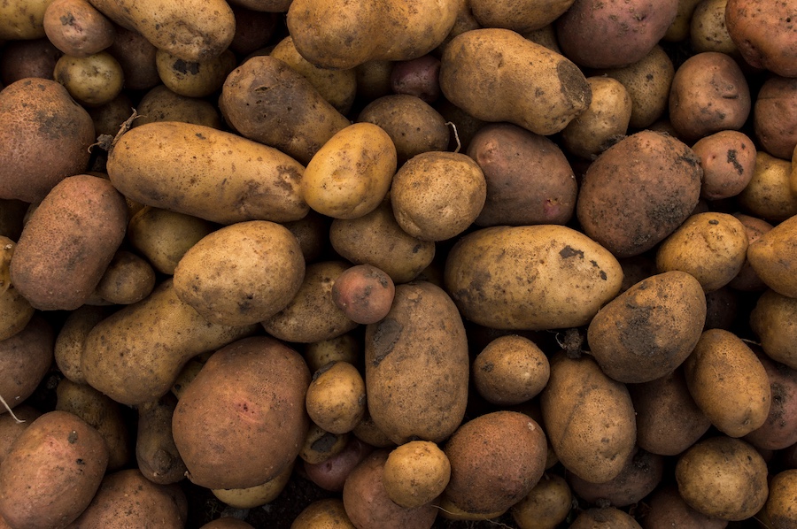 potatoes on arable farming article